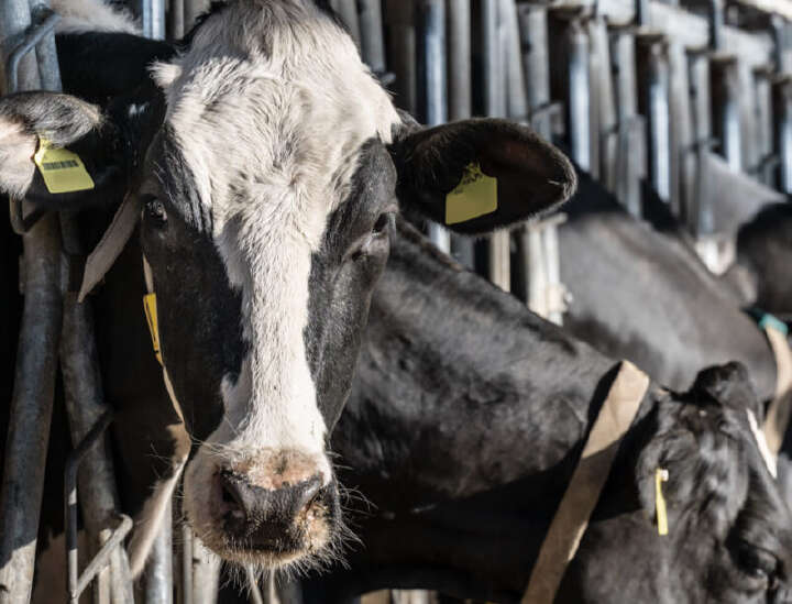 Nahaufnahmen von Kuh am Futtertisch